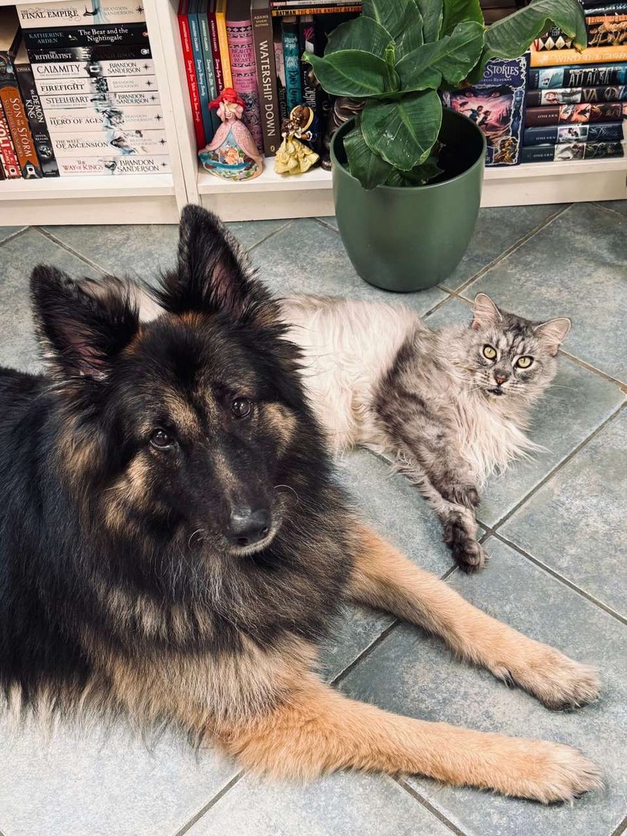 Arya, een Oud-Duitse herder, en Sansa, een Maine Coon, liggen naast elkaar op de tegelvloer