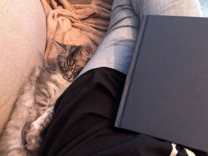 Sansa de Maine Coon rust naast een boek