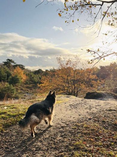 Arya staat op een rots tussen de herfstbladeren