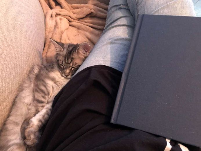 Sansa de Maine Coon rust naast een boek